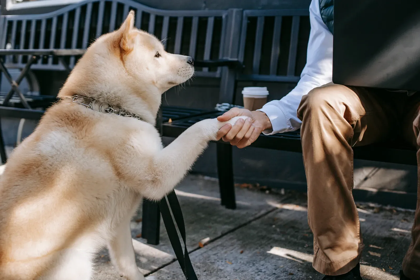 How to Stop Your Dog Jumping on People 12 Dog sitting calmly for a greeting — four paws on the floor gets the attention