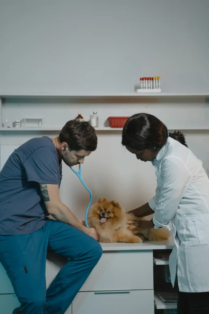 10 Common Skin Problems in Dogs — Symptoms, Causes, and Vet-Approved 13 Dog at the vet for a skin exam — diagnosis matters