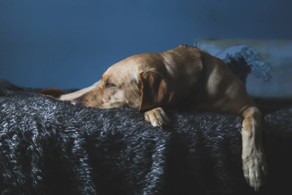 5 Best Cooling Mats for Dogs Who Overheat at Night (2026) 15 Dog sleeping at night on a cooling mat for dogs that overheat