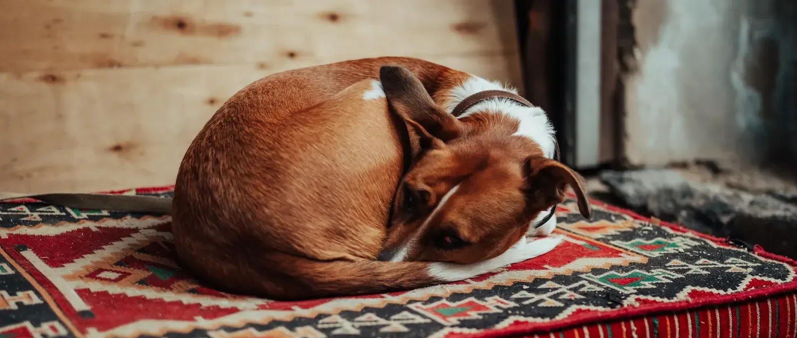 Dog sleeping curled up — 5 sleeping positions and what they mean