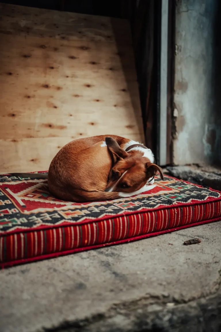 Dog sleeping curled up — 5 sleeping positions and what they mean
