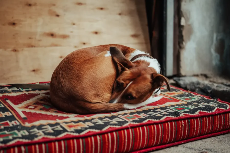 Dog sleeping curled up — 5 sleeping positions and what they mean