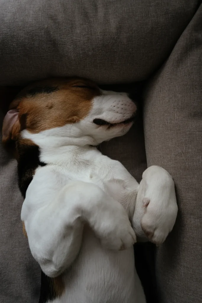 Dog Sleeping Positions and What They Mean: The Complete Guide to Your Dog's Sleep Habits, Poses & Health Signals 12 Dog sleeping on its back — the most trusting sleep position