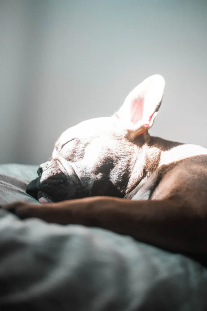 Why Is My Dog Sleeping So Much? 9 Possible Reasons 12 Dog sleeping peacefully — how much sleep is normal for dogs