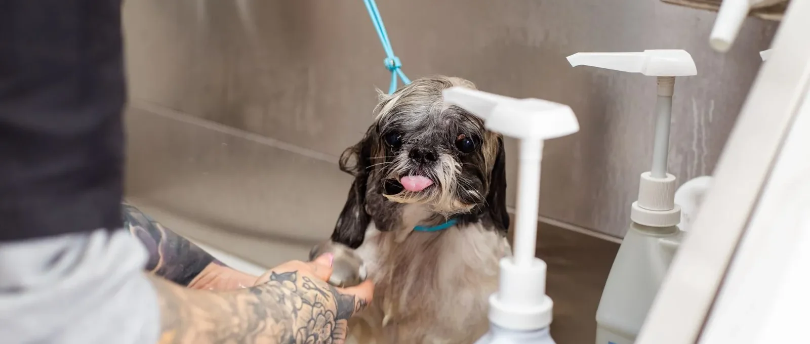 Dog getting a bath — how to make your dog smell amazing