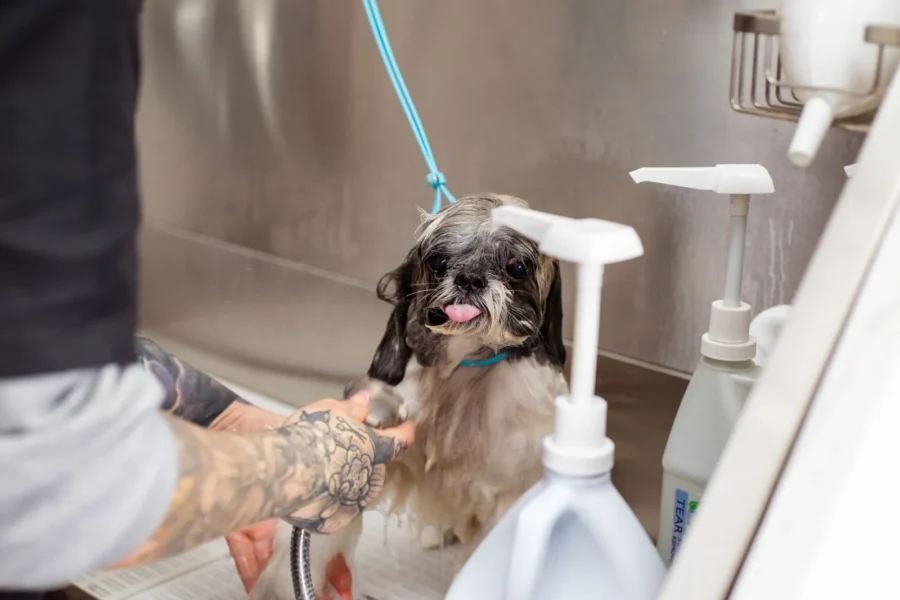 Dog getting a bath — how to make your dog smell amazing