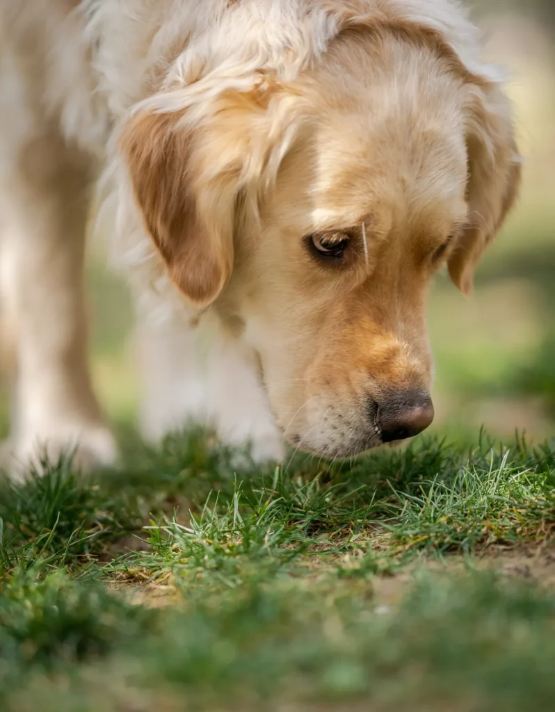 Why Is My Dog Eating Grass? 9 Possible Reasons 13 Curious dog eating grass at the park after sniffing it