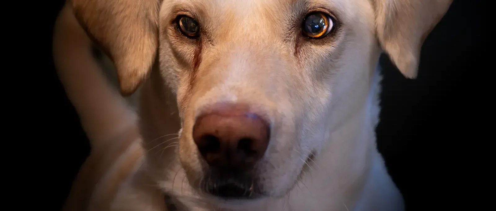 Alert dog — how to teach your dog to speak on cue