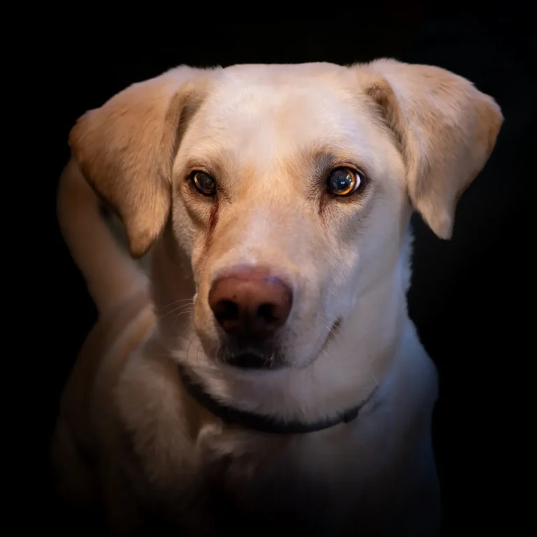 Alert dog — how to teach your dog to speak on cue