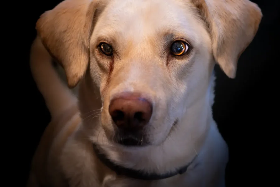 Alert dog — how to teach your dog to speak on cue