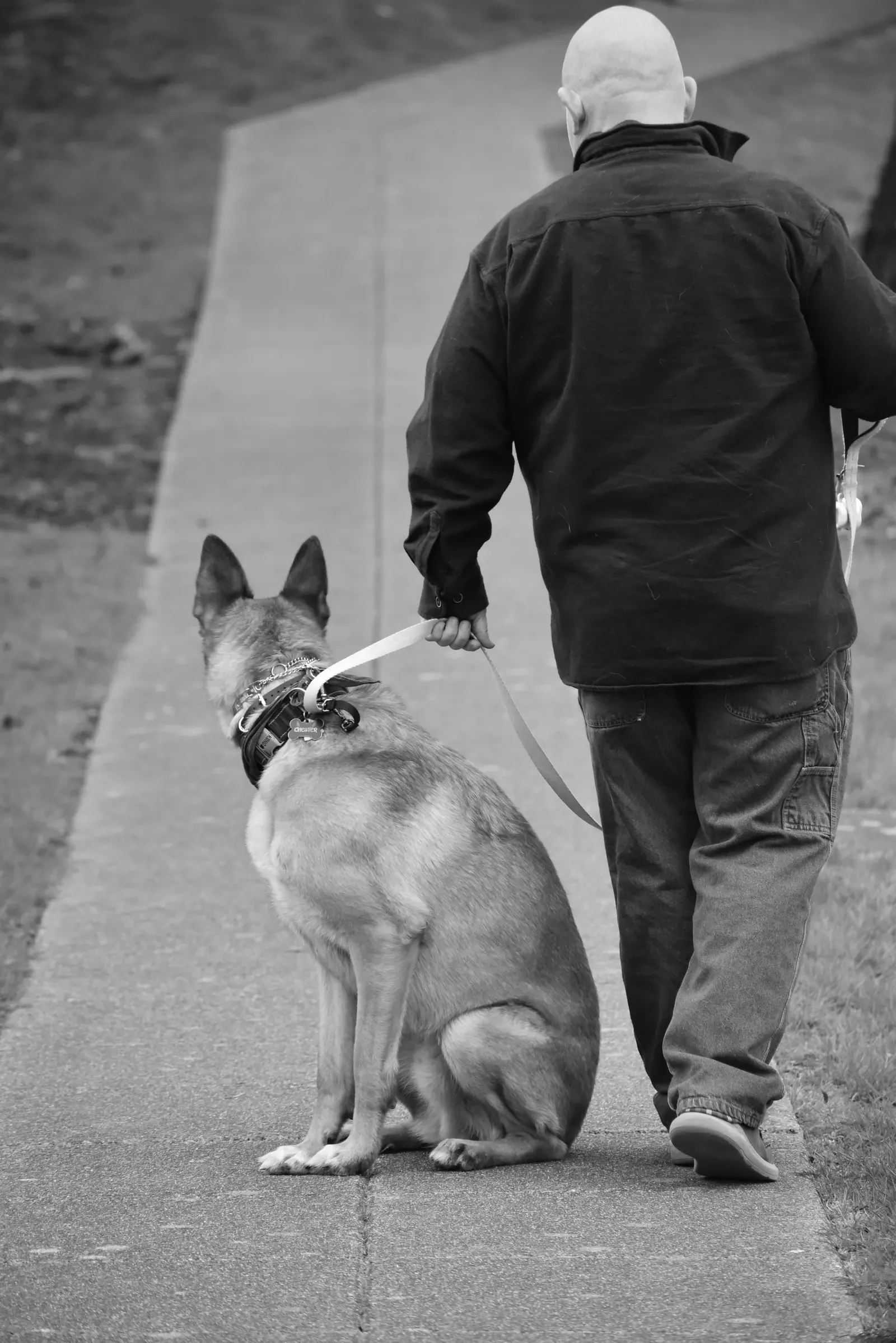 Dog holding position while its owner steps back — building distance one step at a time