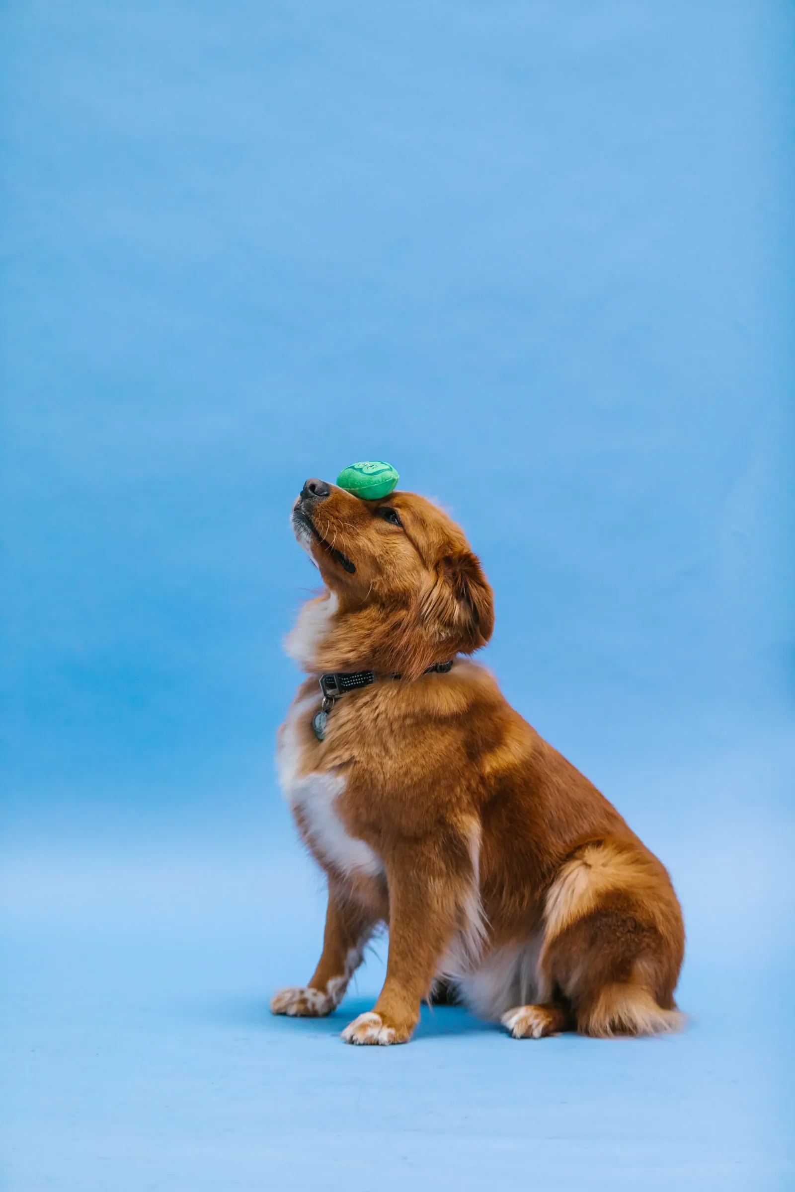 Dog holding a stay with a toy nearby — proofing against distractions