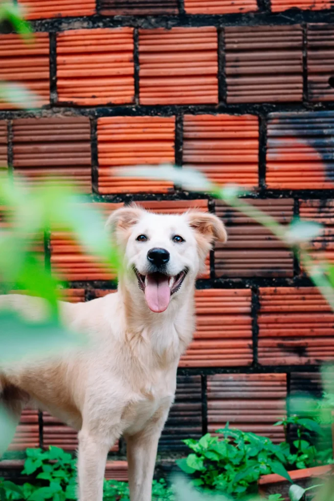 How Dogs Communicate With You: The Complete Guide to Understanding Your Dog's Body Language, Vocalizations & Signals 12 Dog wagging its tail — the tail is a dog's most expressive tool