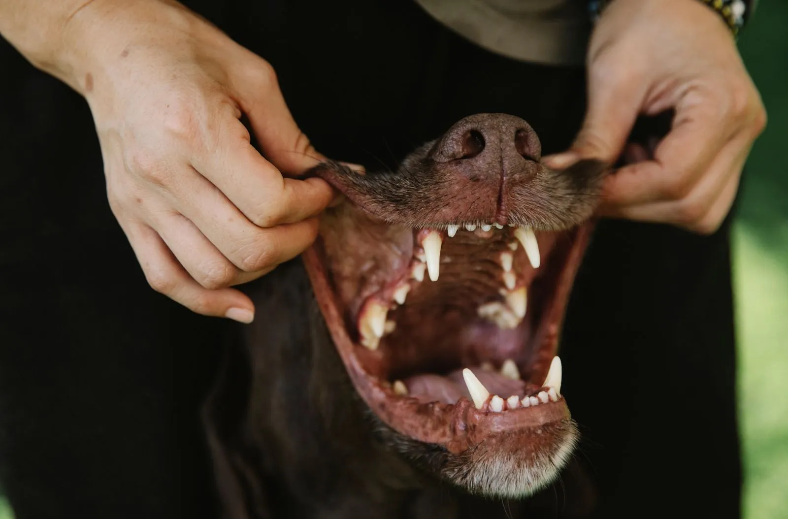 What Does Pet Insurance Not Cover? 12 Common Exclusions 13 Close-up of a dog's teeth — a common exclusion area