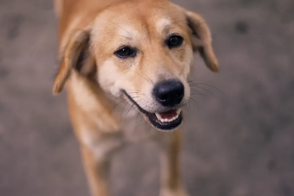 Dog smiling — clean teeth mean fresher breath