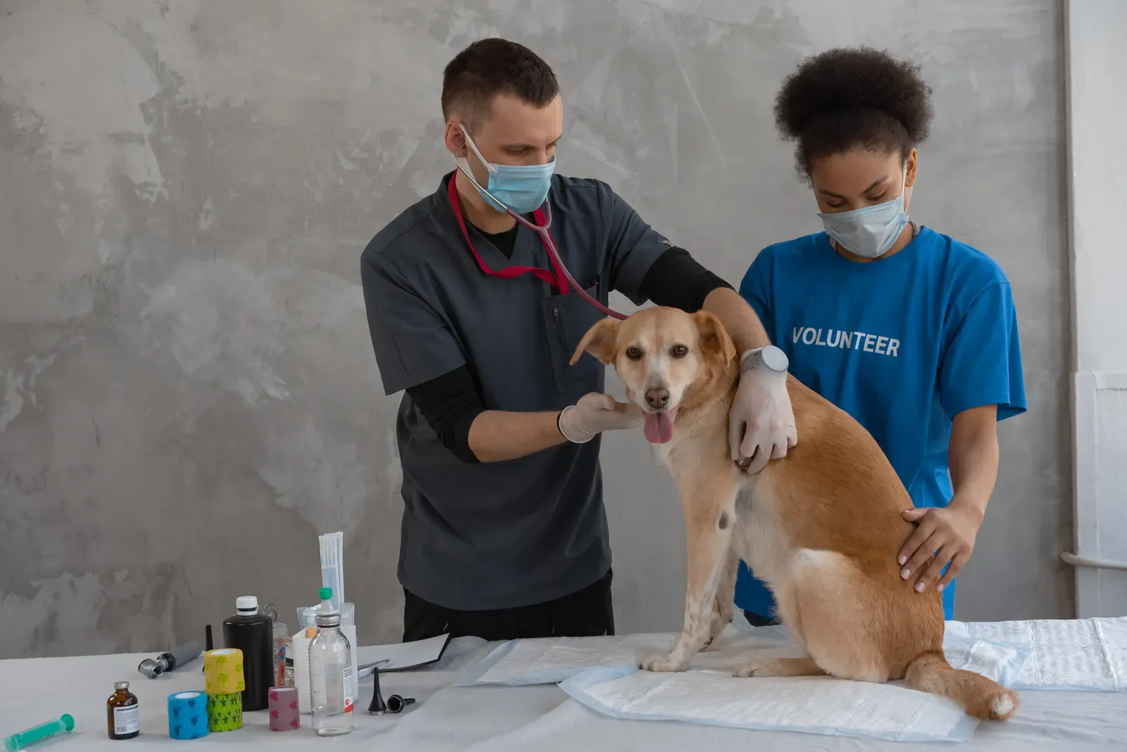Best Dog Food for Sensitive Stomachs (2026): What Actually Helps 14 Vet checkup for a dog eating food for sensitive stomachs