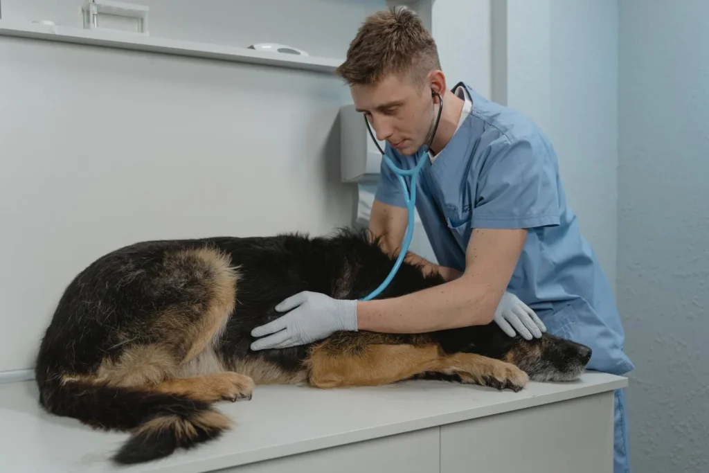 Do You Need Separate Policies for Each Pet? Multi-Pet Rules Explained (2026) 12 Veterinarian examining a dog — separate pet insurance policies mean a separate deductible per pet