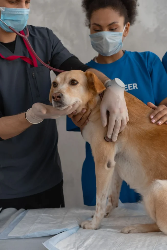 Dog being examined at a veterinary clinic — local vet costs drive pet insurance prices by state