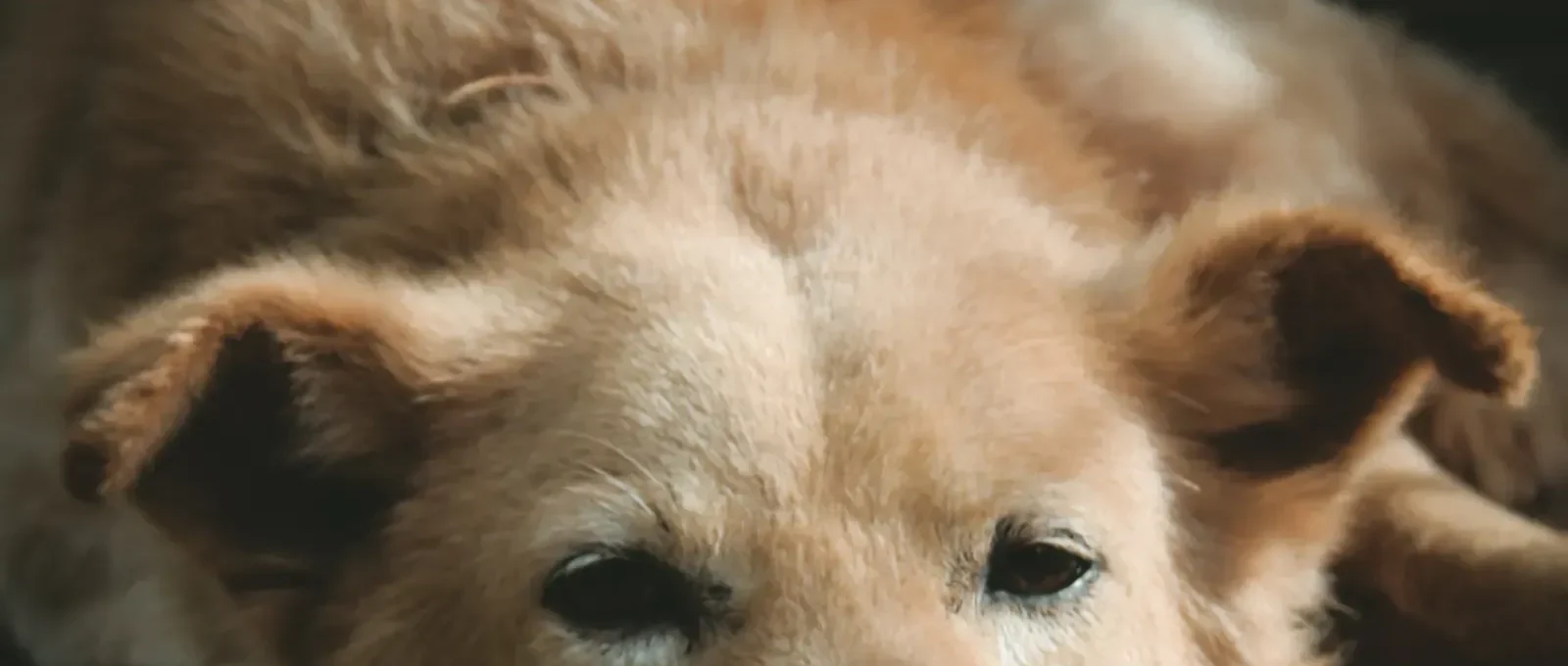 Dog resting — vomiting causes and when to call the vet