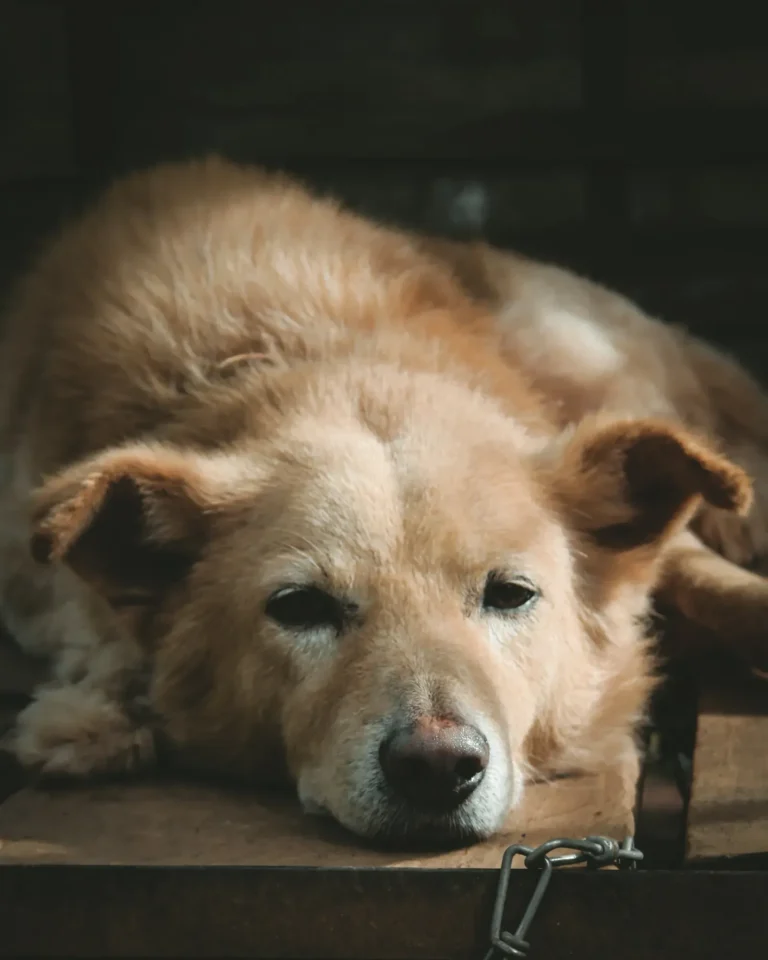 Dog resting — vomiting causes and when to call the vet