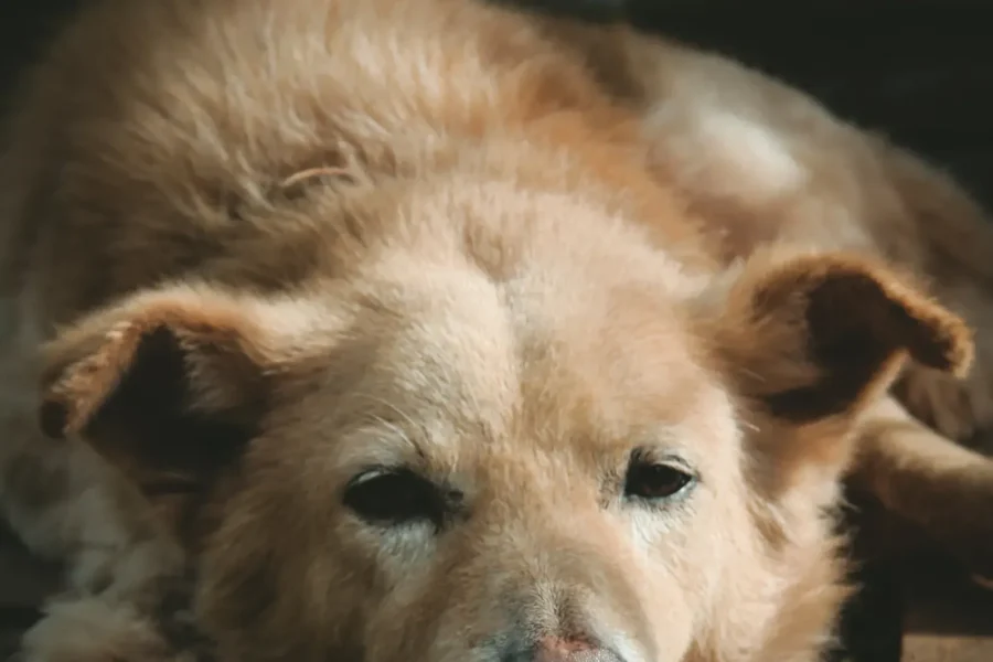 Dog resting — vomiting causes and when to call the vet