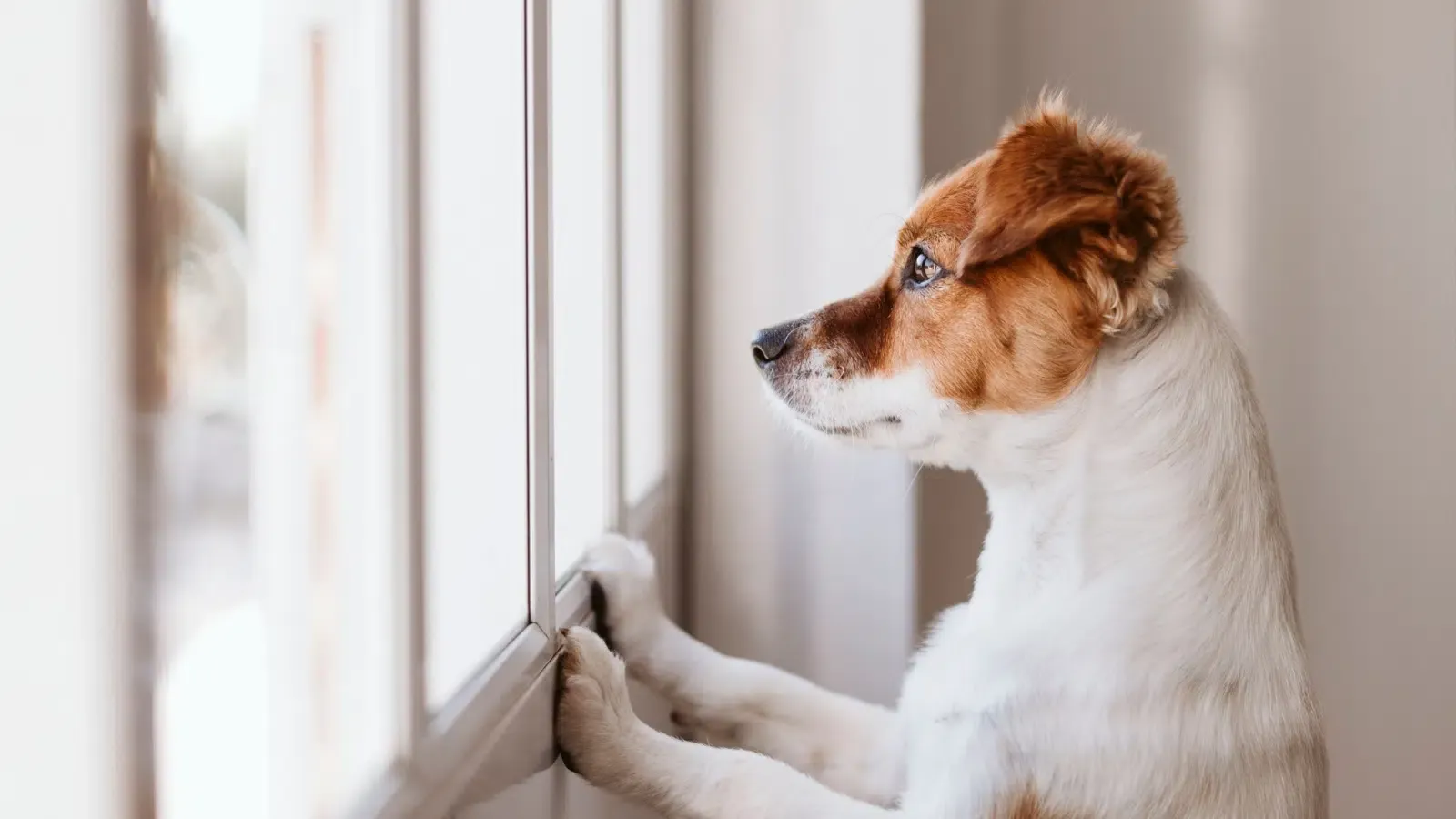 Dog Separation Anxiety: 7 Signs and What Actually Helps 12 Dog watching its owner leave — separation anxiety starts within minutes of departure