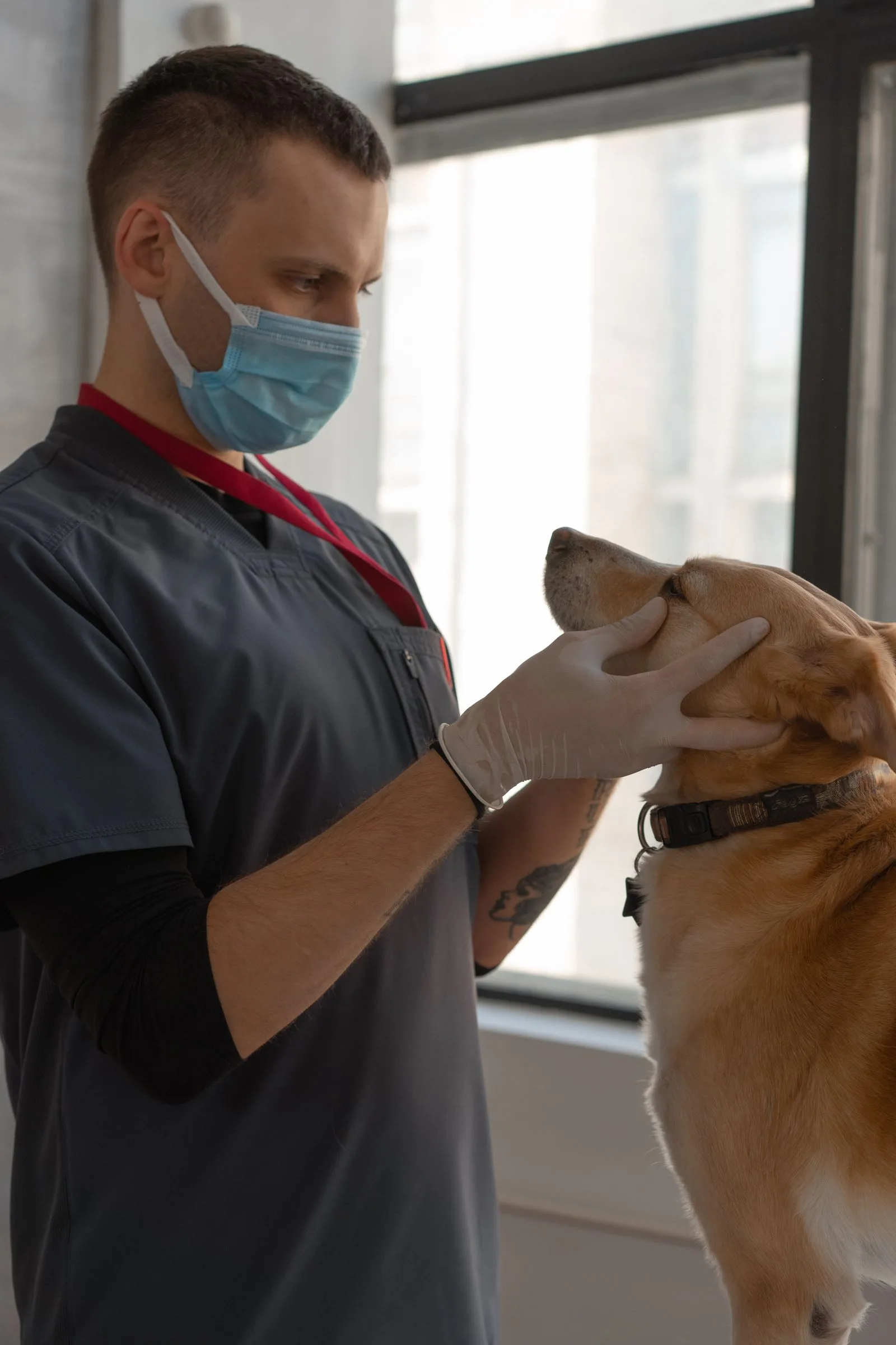 Does Pet Insurance Cover Vaccines? (2026 Guide) 13 Veterinarian examining a dog's face — wellness plans reimburse routine care up to annual caps