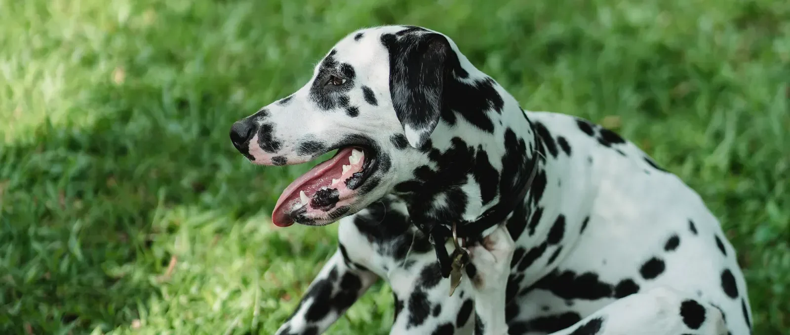 Dog scratching itchy ears — yeast infections in dogs