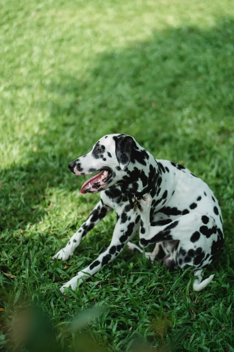 Dog scratching itchy ears — yeast infections in dogs
