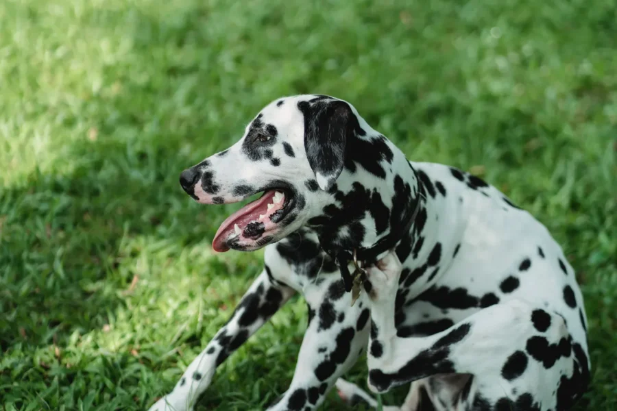 Dog scratching itchy ears — yeast infections in dogs