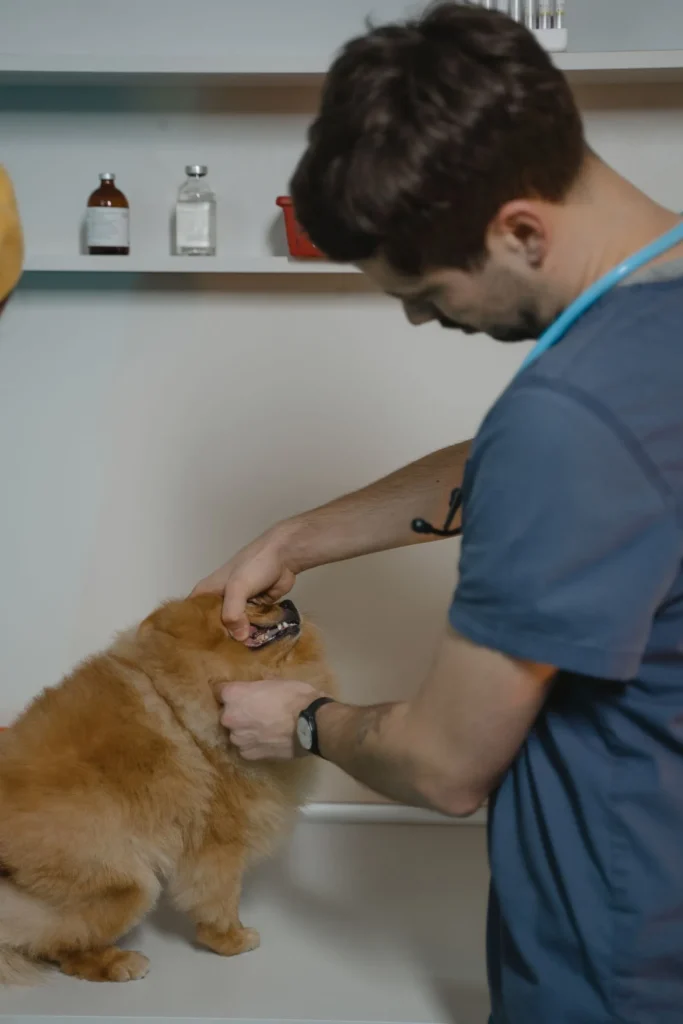 Vet examining a dog — confirm yeast before treating