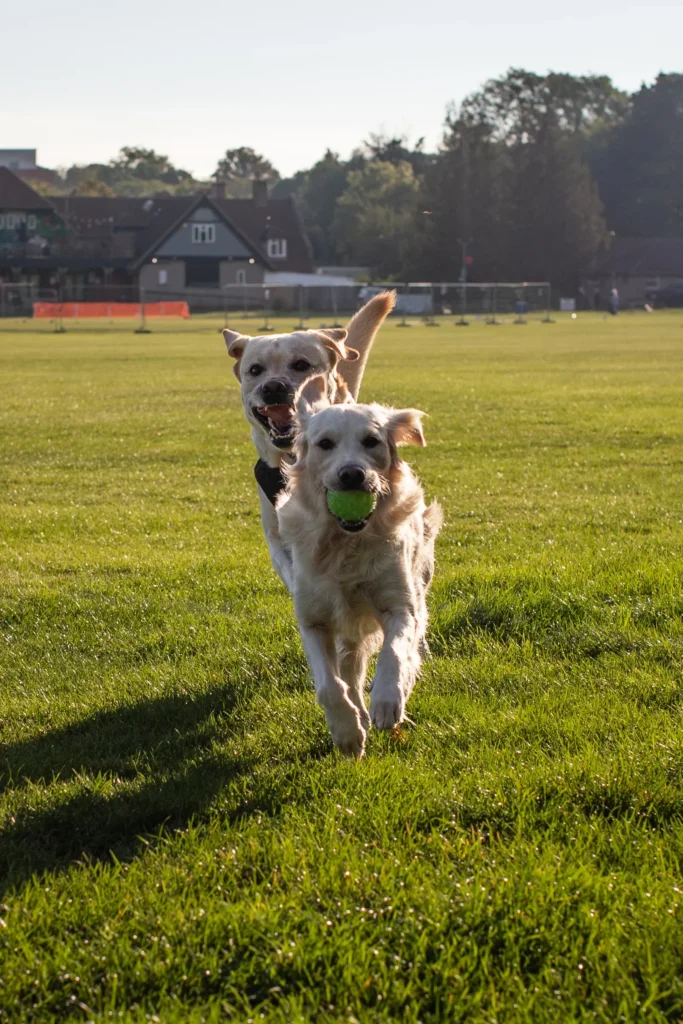 How to Raise a People-Friendly Dog: The Complete Guide to Socialization That Actually Works 14 Dogs socializing happily at the park