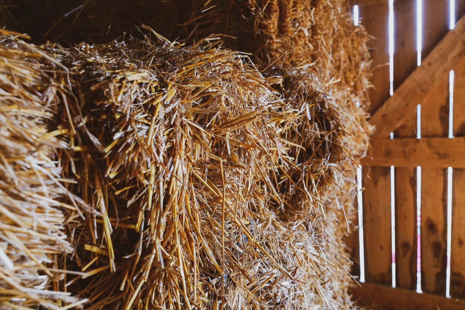 Hay rack with dusty guinea pig hay — the most common environmental cause of sneezing