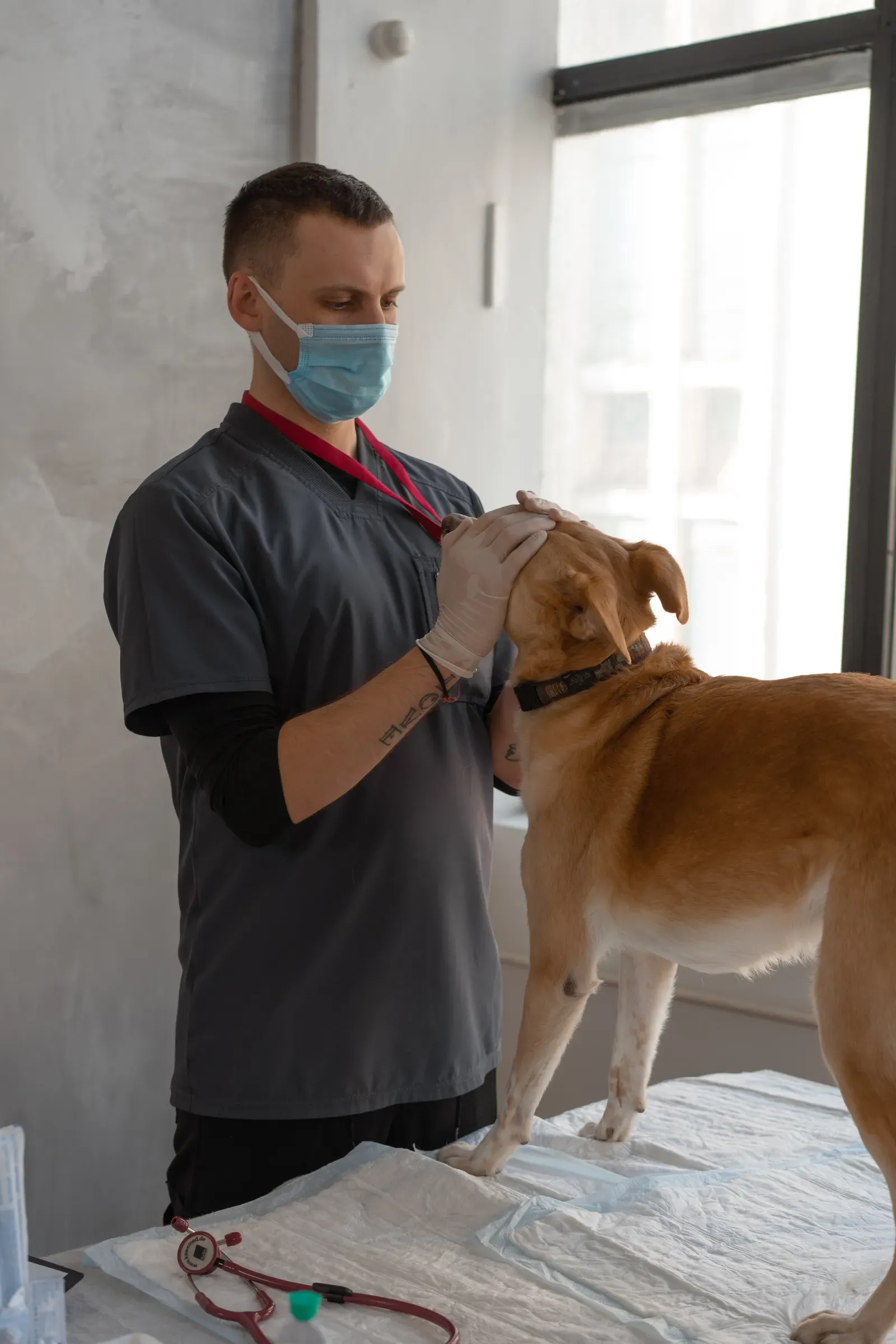 Veterinarian performing emergency surgery on a dog
