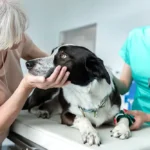 Owner comforting senior dog at the vet — does pet insurance cover euthanasia