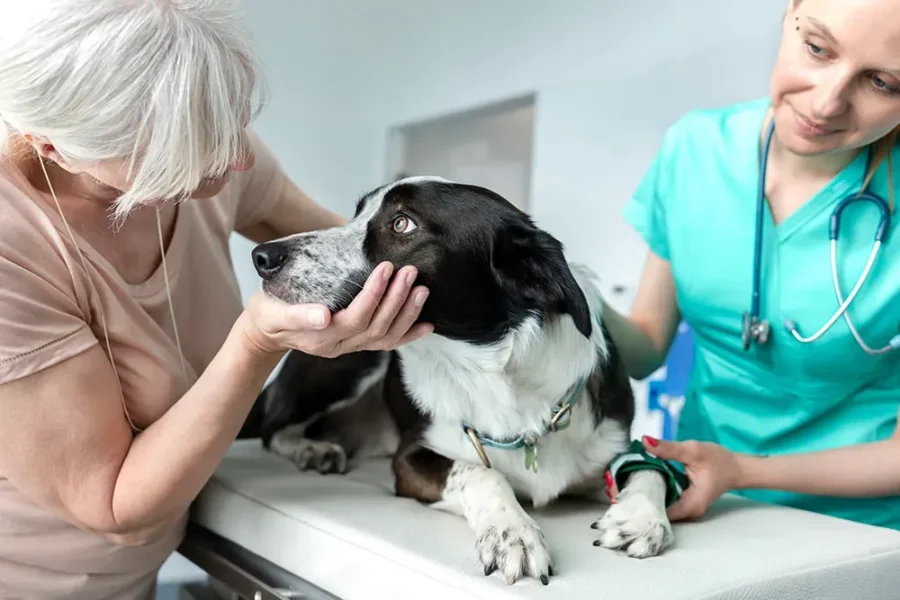 Owner comforting senior dog at the vet — does pet insurance cover euthanasia