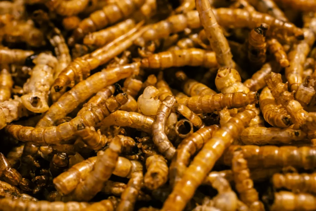 Feeder mealworms for pet geckos