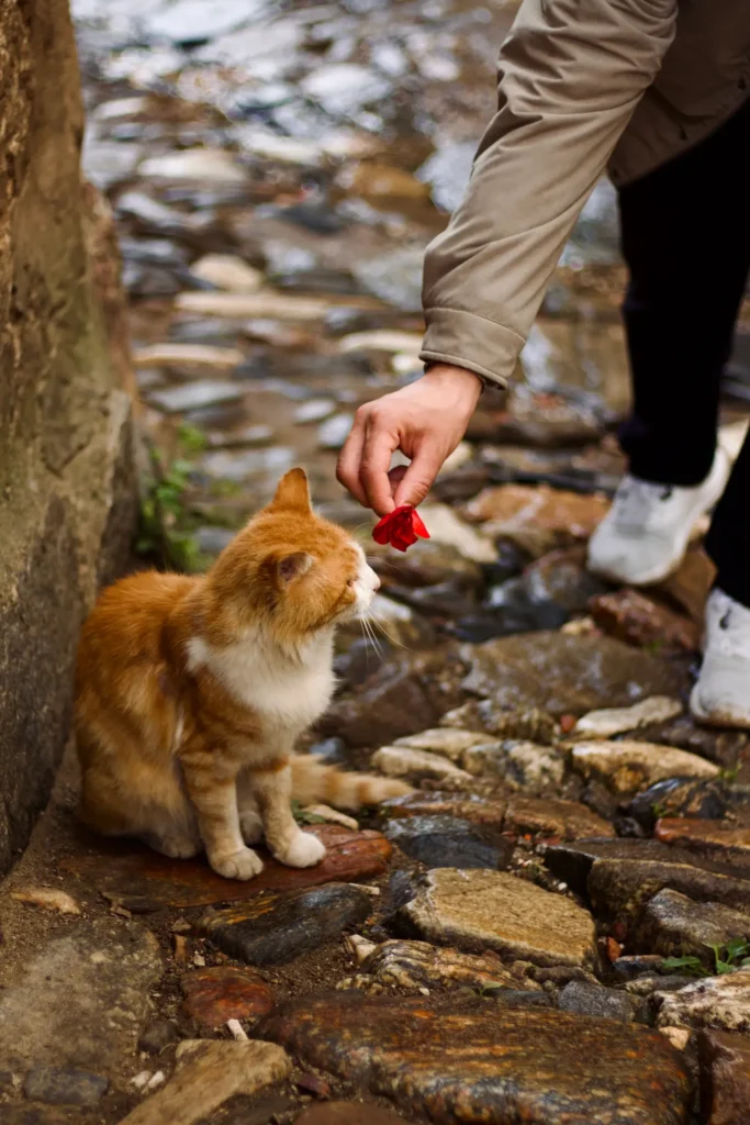 How Many Calories Does My Cat Need? The Complete Cat Calorie Calculator & Nutrition Guide for Optimal Health 14 Owner feeding a cat — measuring portions for optimal cat health