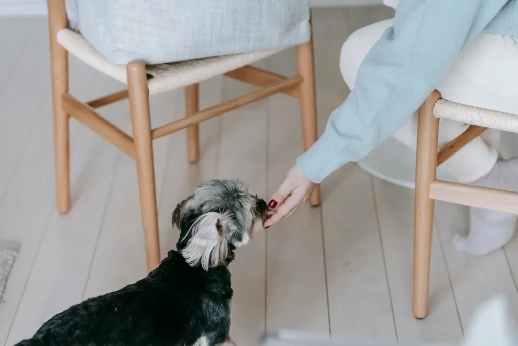 How Do Dogs Choose Their Favorite Person? The Science Behind Your Dog's Deepest Loyalties 12 Feeding a dog — the caregiver often becomes the favorite