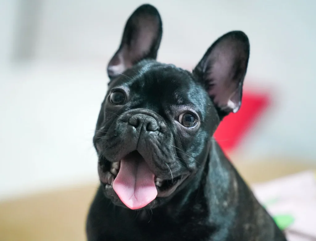 Pet Insurance for French Bulldogs: Costs & Tips (2026) 14 Adult black French Bulldog smiling — keeping Frenchies lean and cool protects their health