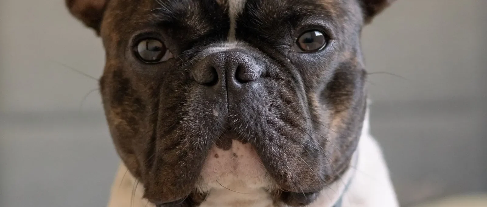 Brindle French Bulldog — Frenchies are among the most expensive breeds to insure