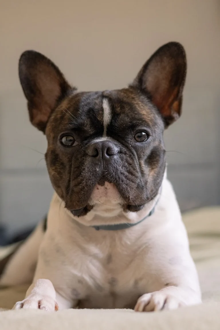 Brindle French Bulldog — Frenchies are among the most expensive breeds to insure