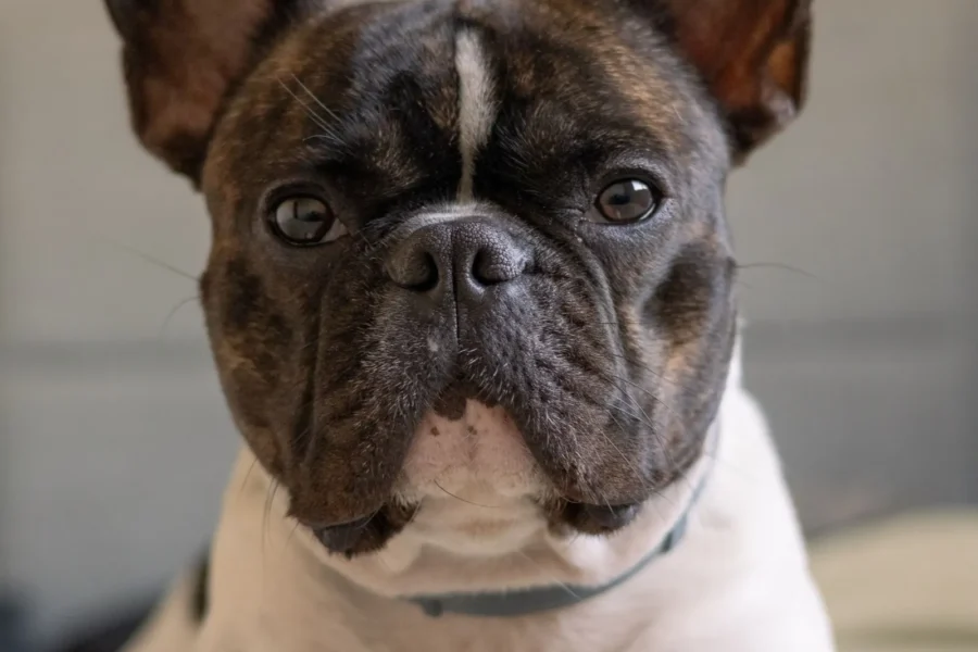 Pet Insurance for French Bulldogs: Costs & Tips (2026) 20 Brindle French Bulldog — Frenchies are among the most expensive breeds to insure