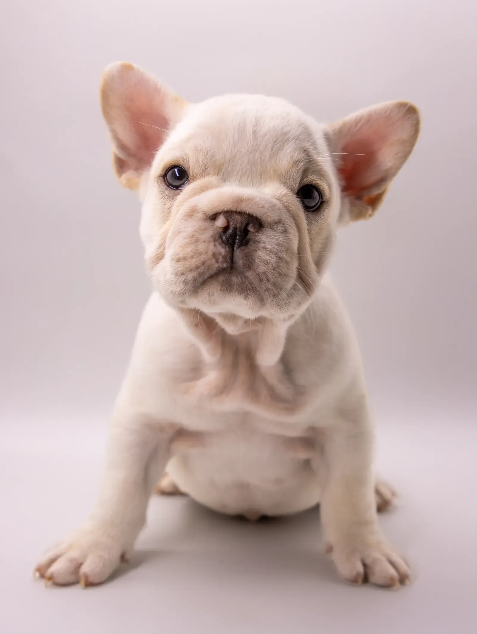 How Much Is Pet Insurance for a Puppy? 13 French Bulldog puppy, a breed with higher pet insurance for a puppy premiums