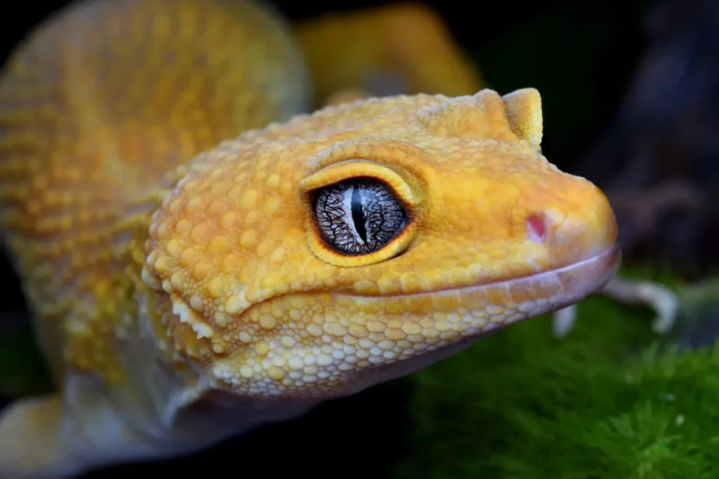 Leopard gecko close-up — what vegetables can geckos eat safely
