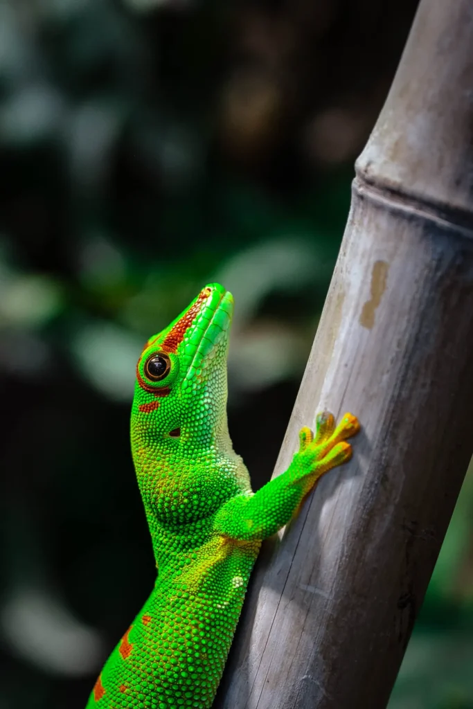 Close-up of a pet gecko's face
