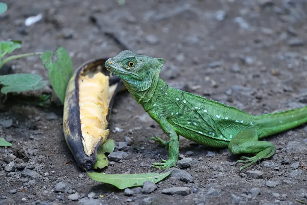 Gecko eating — safe vs unsafe foods for geckos