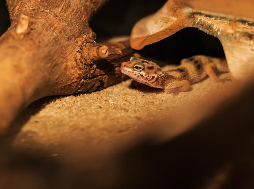 Pet Reptiles: A Comprehensive Guide to Choosing the Best Pets 13 Gecko inside a well-set-up terrarium