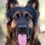 German Shepherd — a breed prone to hereditary hip dysplasia