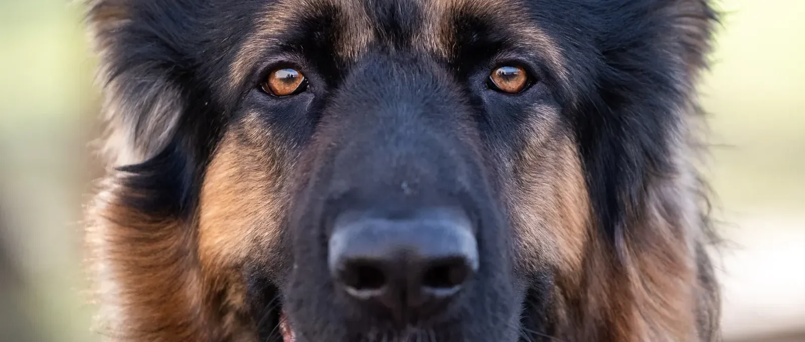 German Shepherd — a breed prone to hereditary hip dysplasia